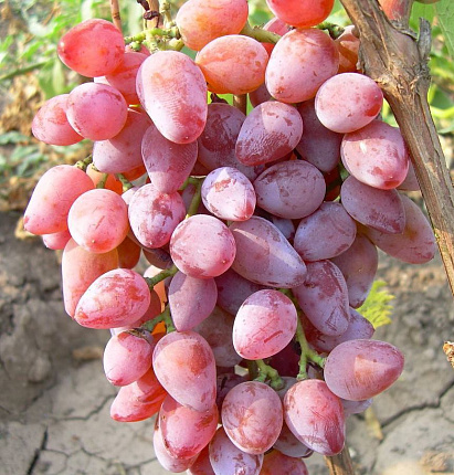 Виноград Румба